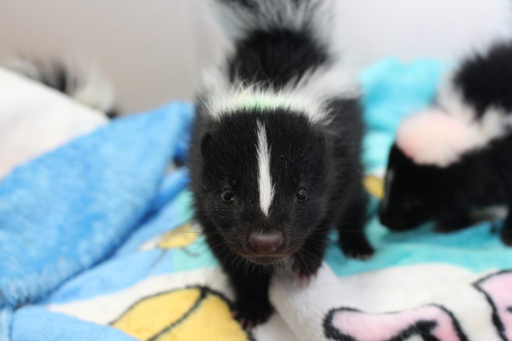 Our Smelly Neighbour The Striped Skunk AIWC