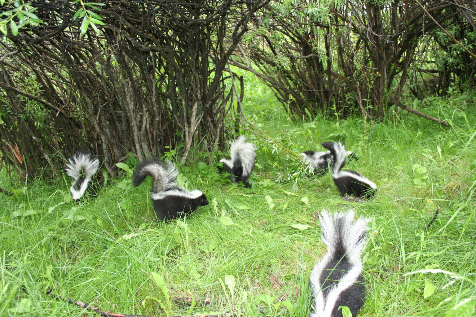 Skunks - Alberta Institute For Wildlife Conservation