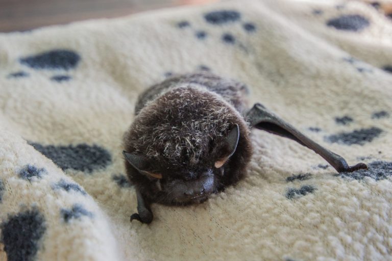 Don’t Bat an Eye! Alberta Institute For Wildlife Conservation