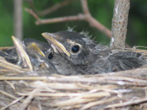 baby robins colleen 07