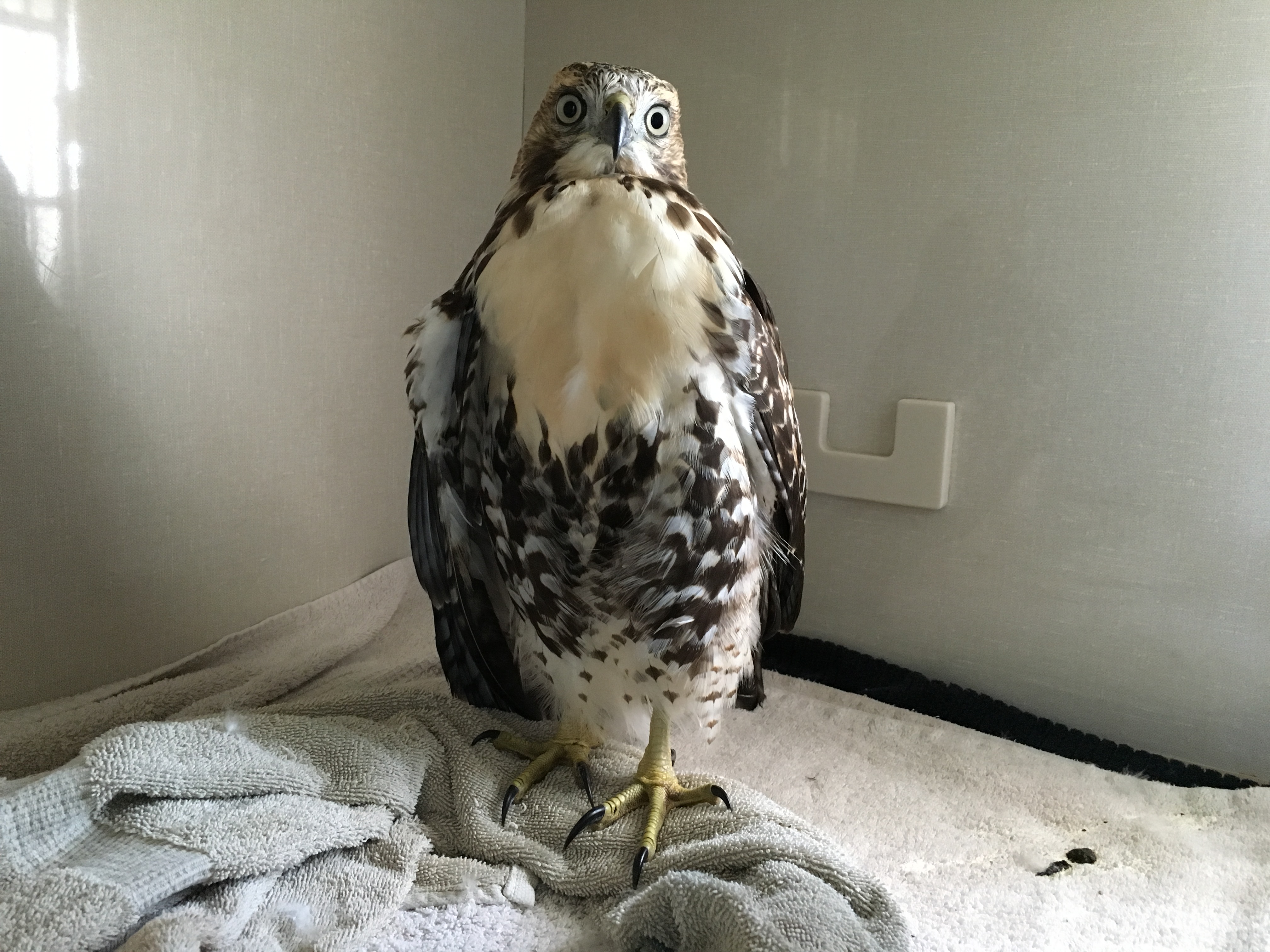 Southern Alberta Adventures: Discovering the Birds of Prey Centre -  Time.Travel.Trek.