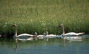 swan-family300