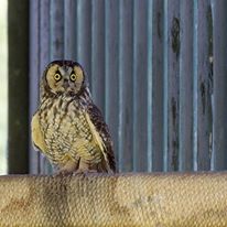 long-eared-owl