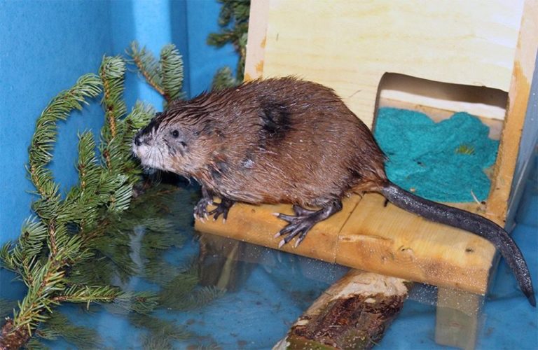 Muskrats Alberta Institute For Wildlife Conservation