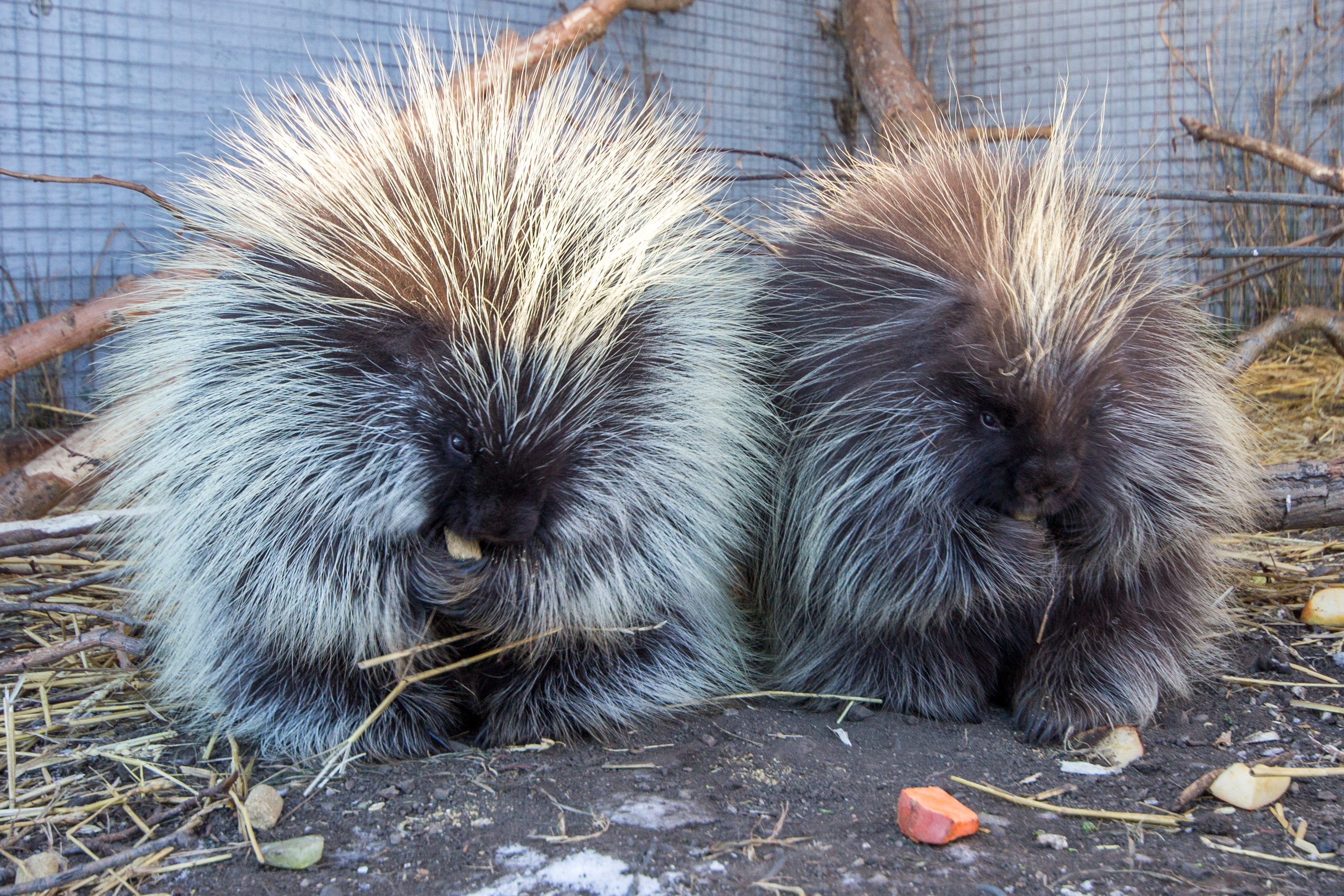 Porcupine Pals Aiwc