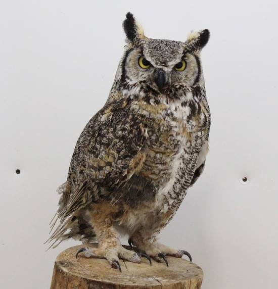 Great Horned Owl Photos