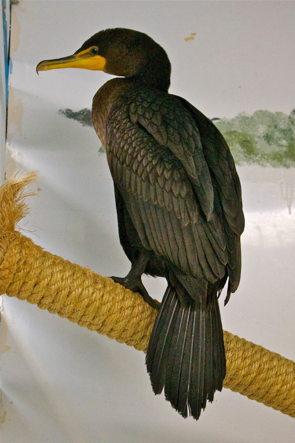 The Cormorants are Coming! Alberta Institute For Wildlife Conservation