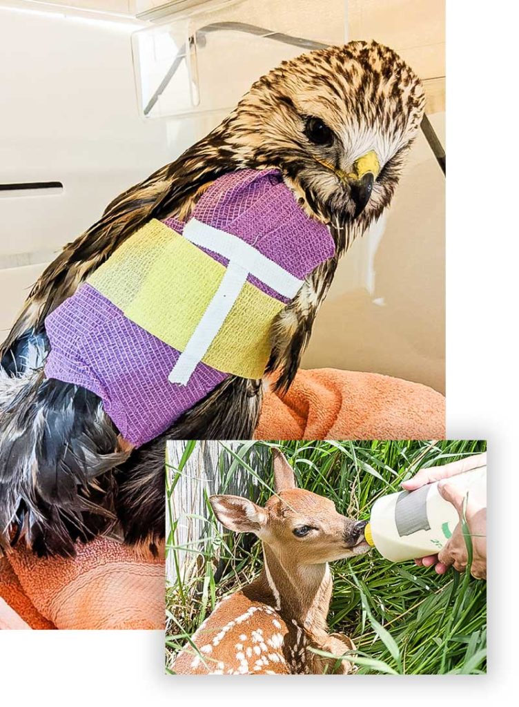 A picture of an owl with its wing in a cast and a picture of a deer eating