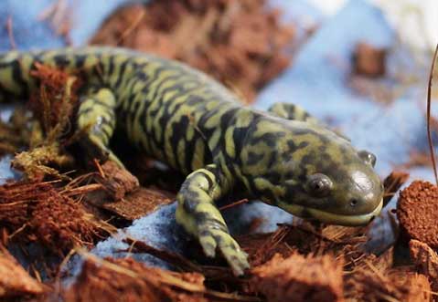 A crawling salamander