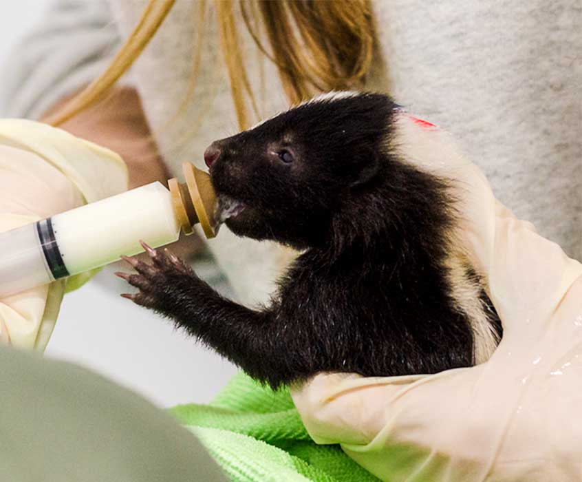 Alberta Institute For Wildlife Conservation AIWC