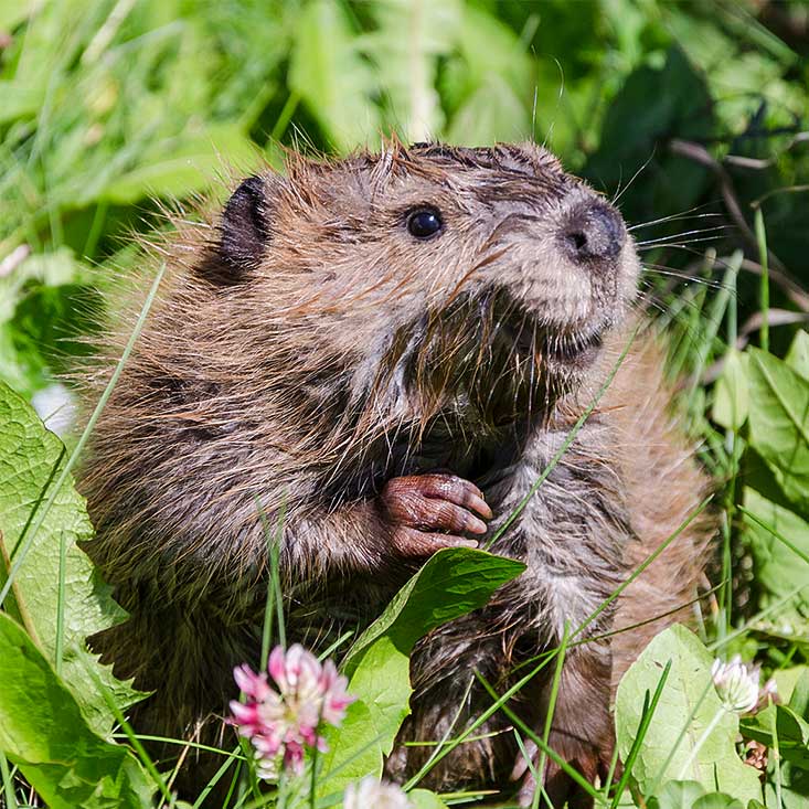 A beaver holding its hands