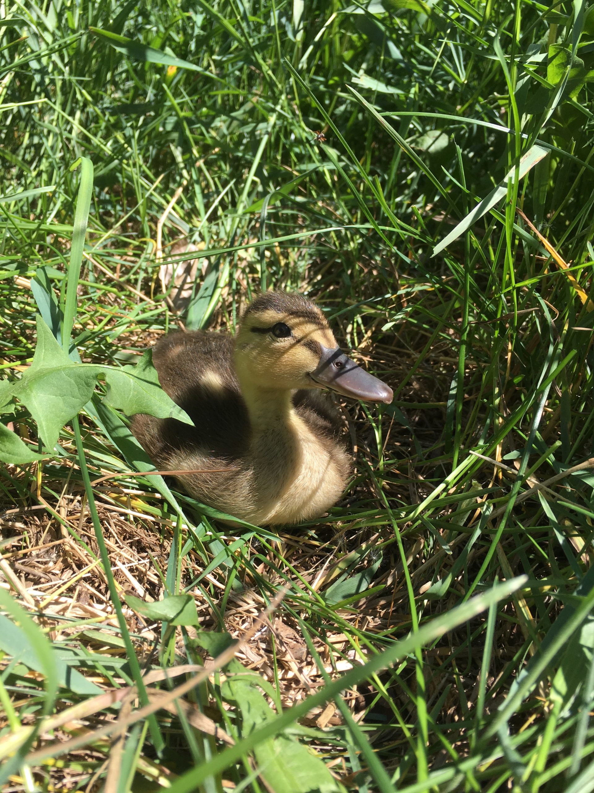 Ducklings_June 2019_Vicki H (9)