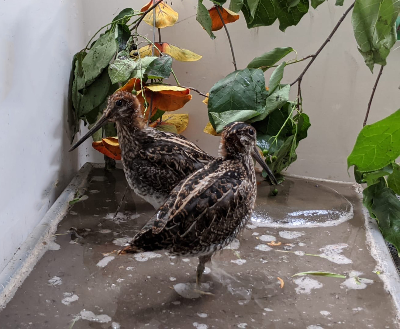 Rescue, Rehabilitation & Release - Alberta Institute For Wildlife Conservation Rescue, Rehabilitation & Release - Alberta Institute For Wildlife Conservation