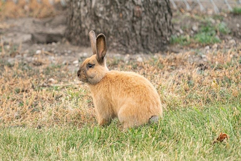 Rabbits, Hares, and the Problems with "Releasing" Domestics Alberta