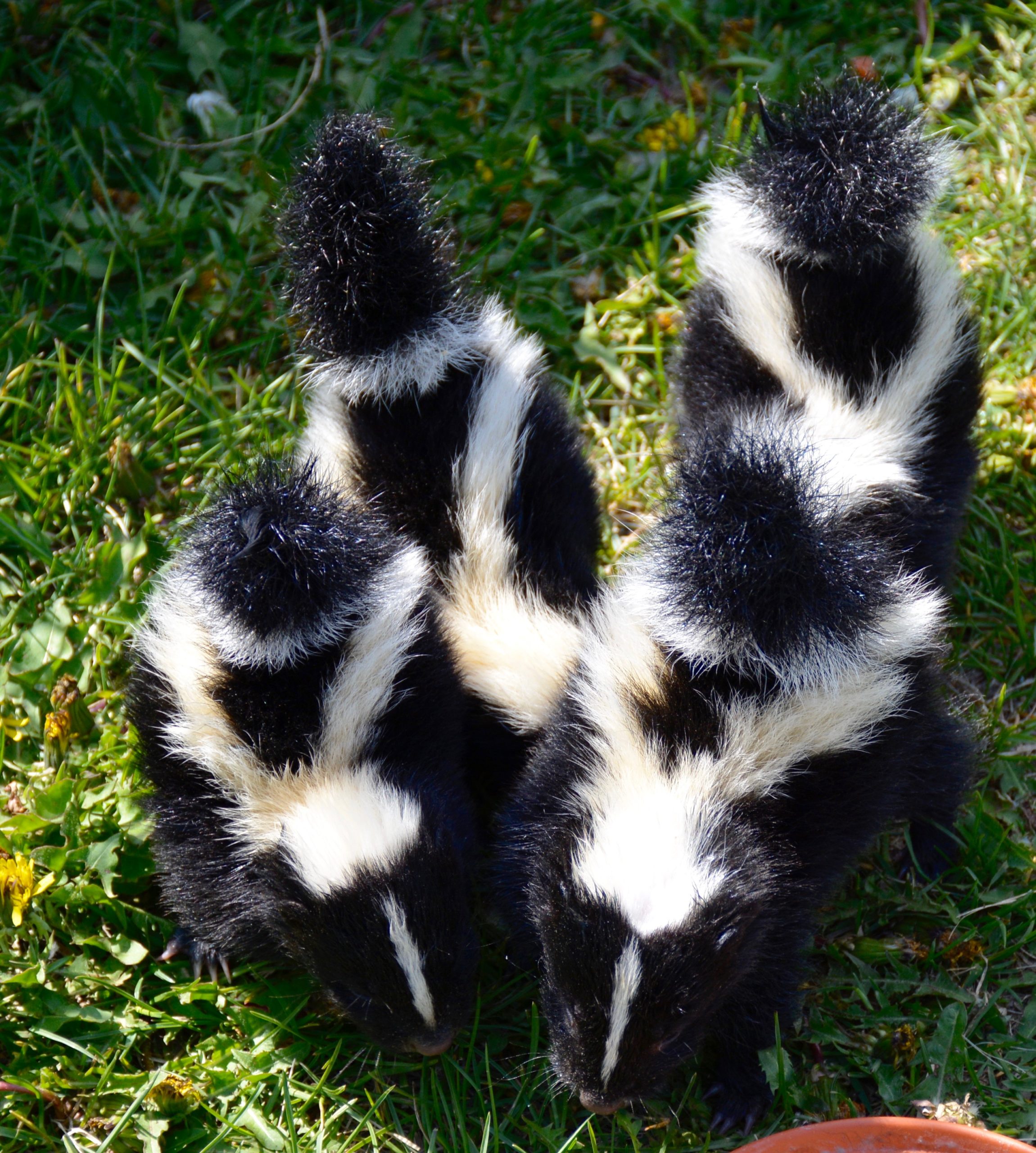 SOS: Save our skunks! - Alberta Institute For Wildlife Conservation