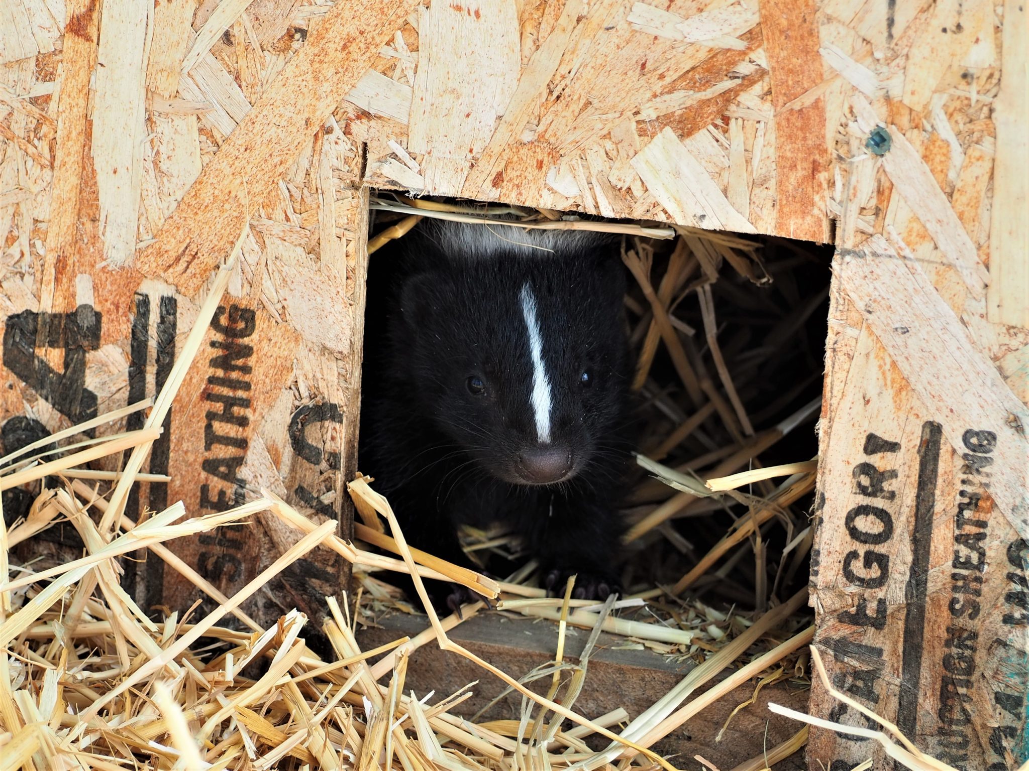 SOS Save our skunks! Alberta Institute For Wildlife Conservation