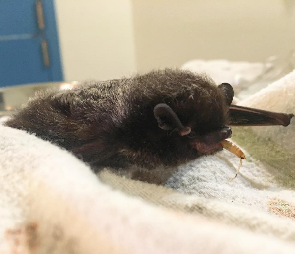 Bat Basics - Alberta Institute For Wildlife Conservation