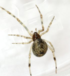 Common house spider - Parasteatoda tepidariorum 