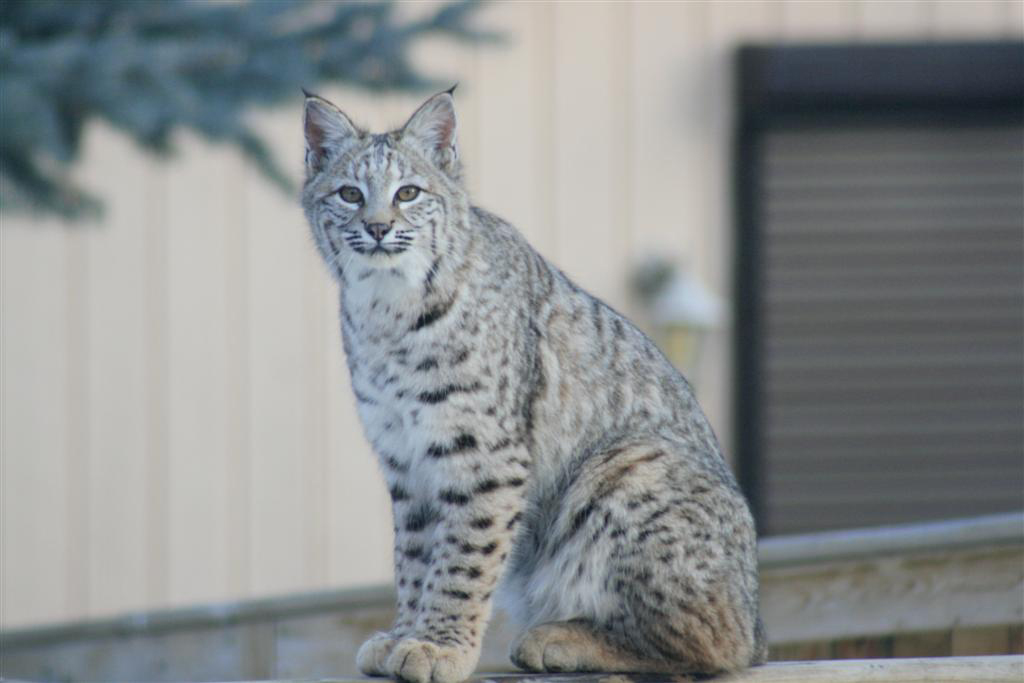 Bobcats in the City - Alberta Institute For Wildlife Conservation