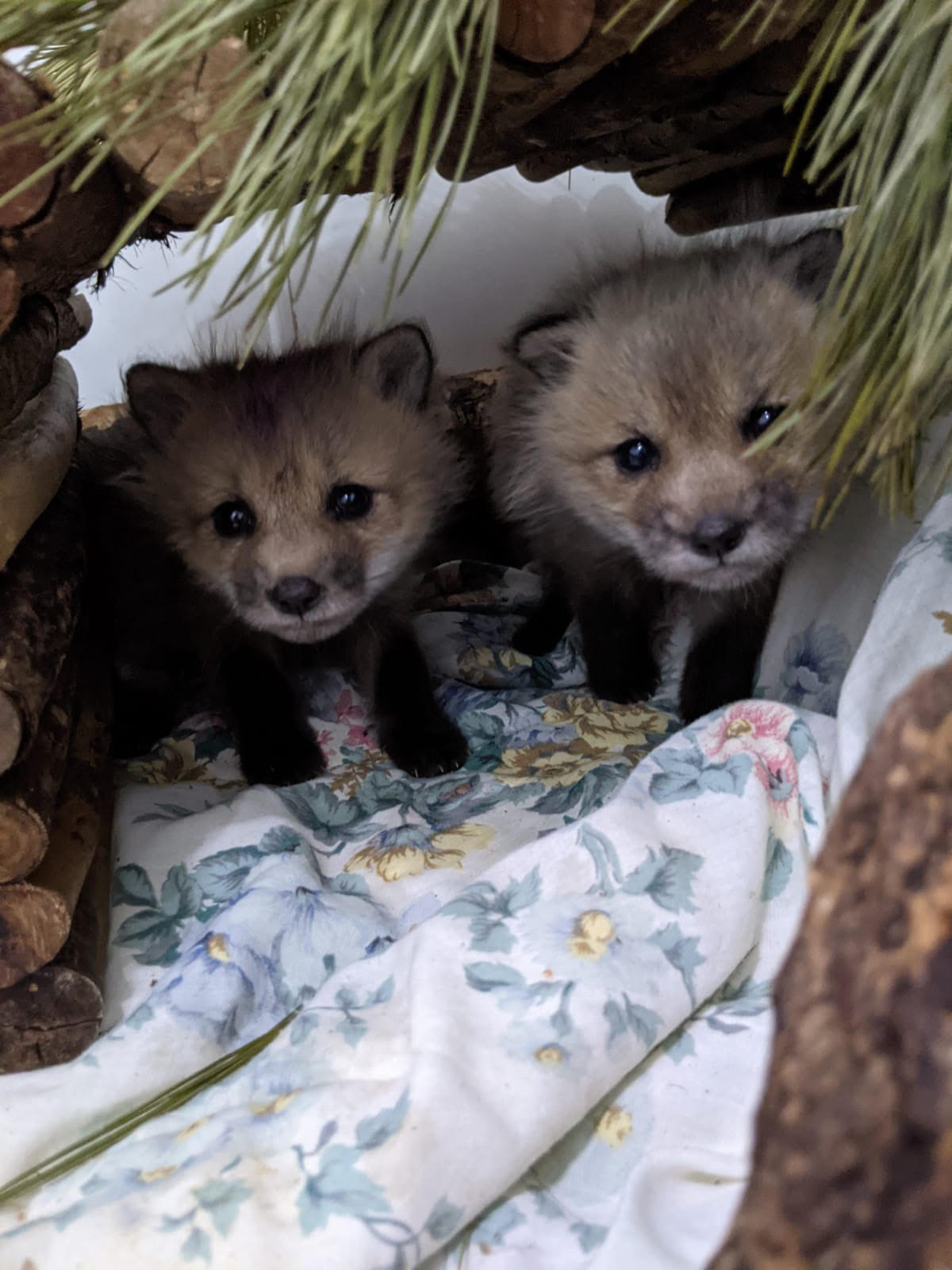 Support Us - Alberta Institute For Wildlife Conservation Support Us - Alberta Institute For Wildlife Conservation