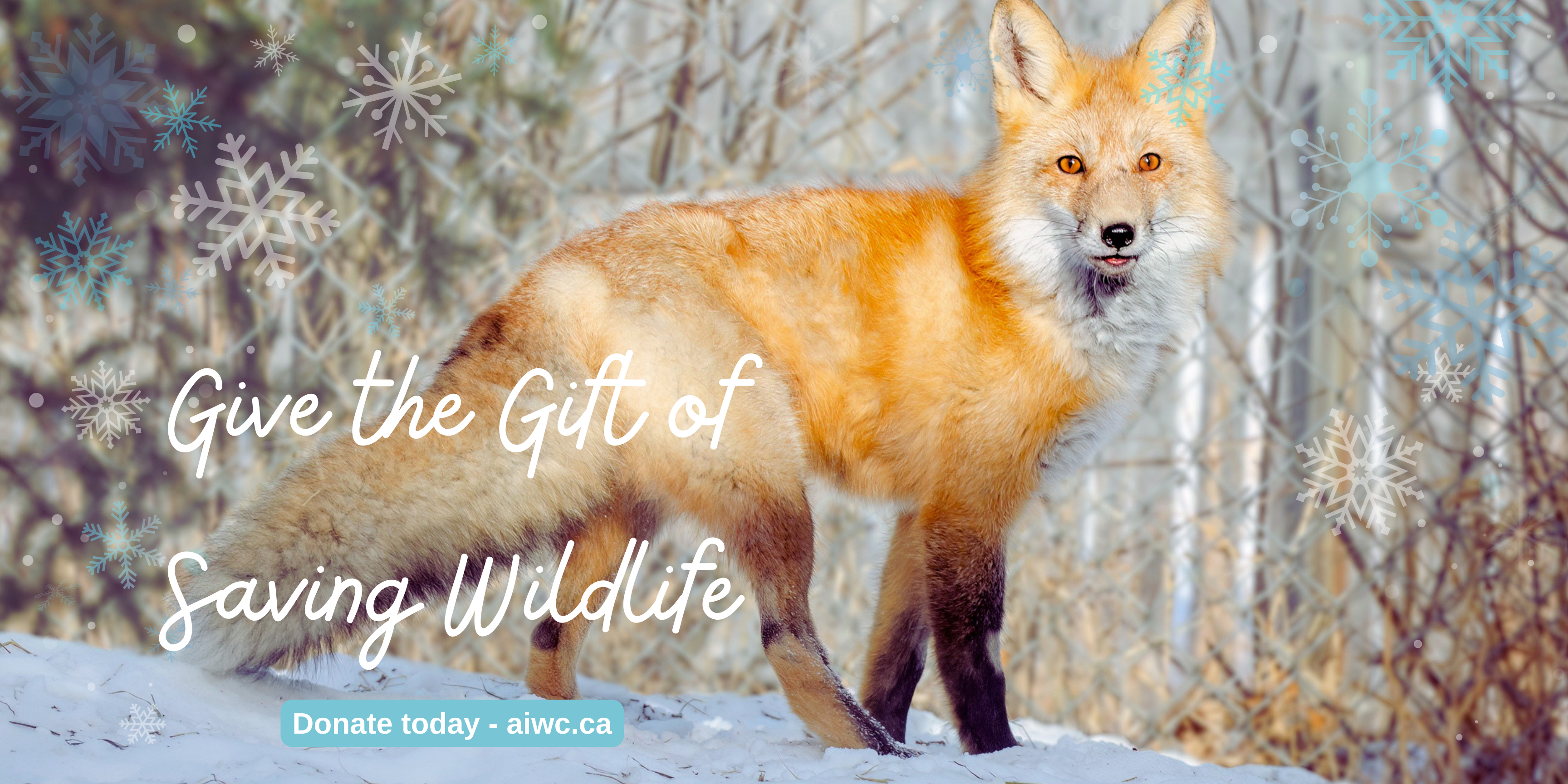 Give the Gift of Saving Wildlife