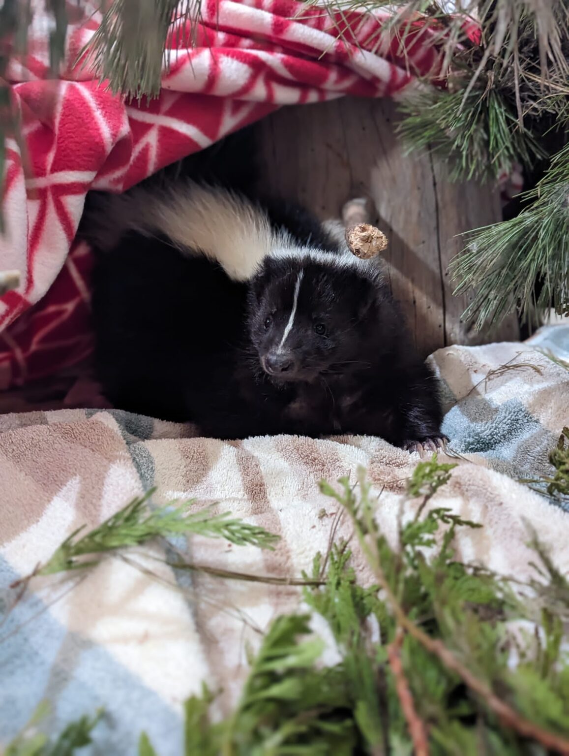 Wildlife Neighbours Skunks Alberta Institute For Wildlife Conservation