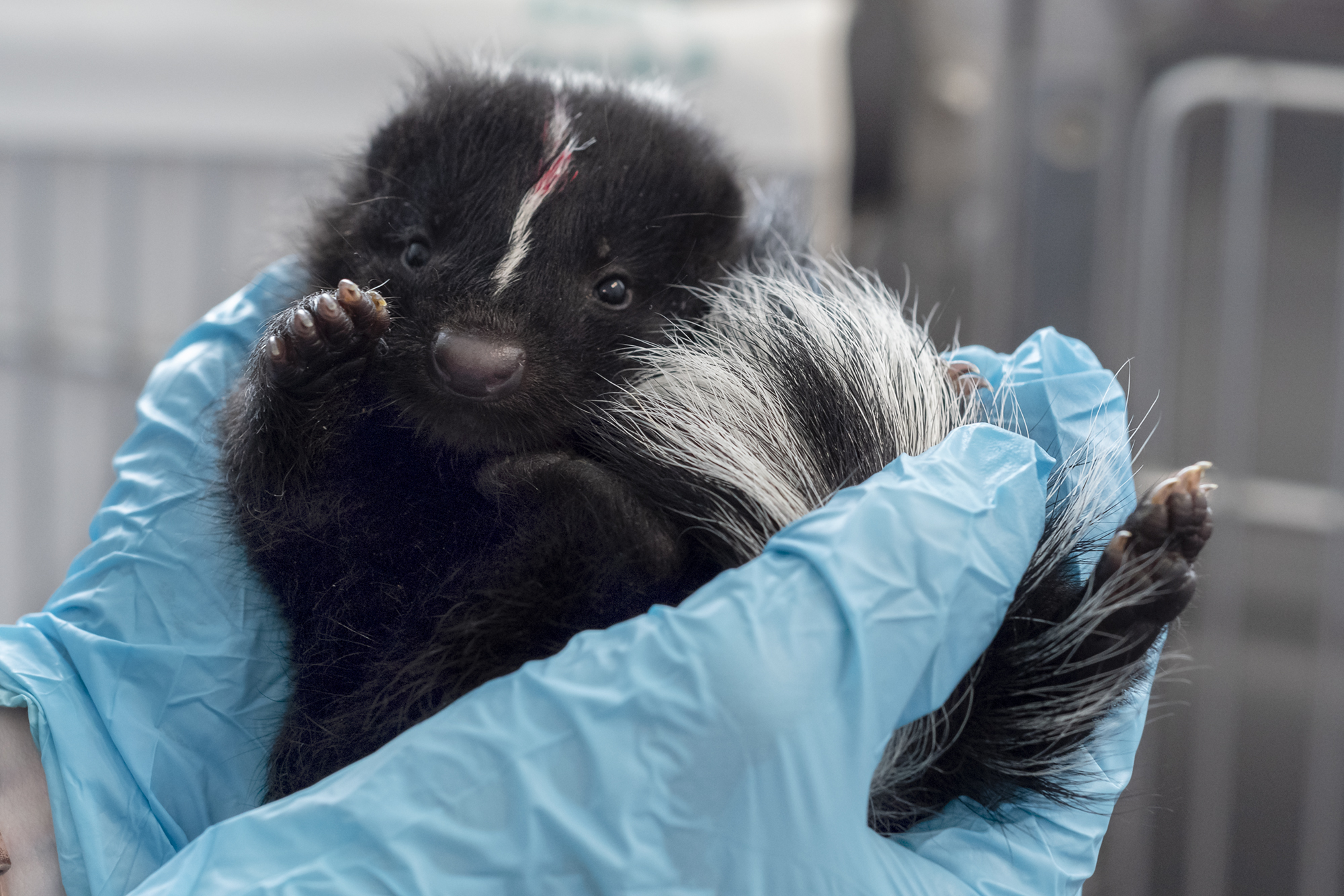Cute pet skunks