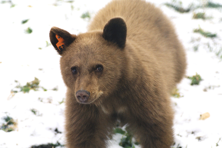 American Black Bear (U.S. National Park Service)