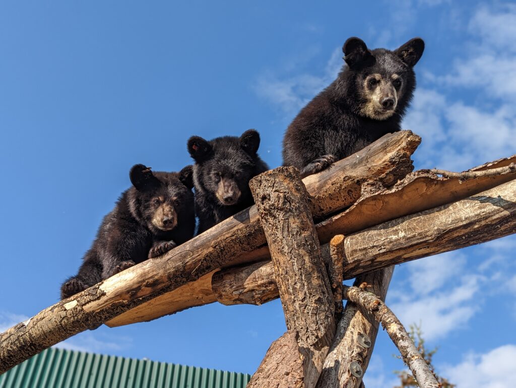 Hi-bear-nation in Alberta - Alberta Institute For Wildlife Conservation