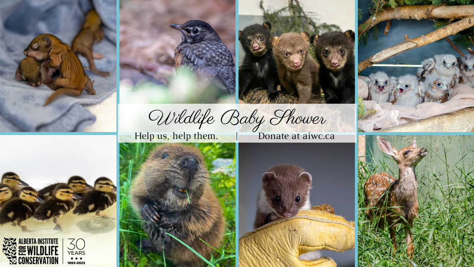 Wildlife Baby Shower