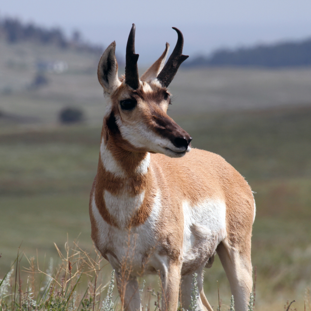 Antelope in Alberta? Pronghorn Species Profile Alberta Institute For