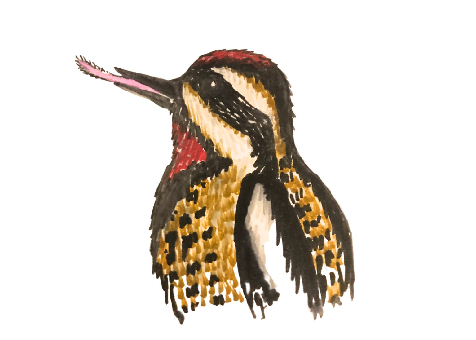 Let’s Talk About Bird Tongues Alberta Institute For Wildlife Conservation