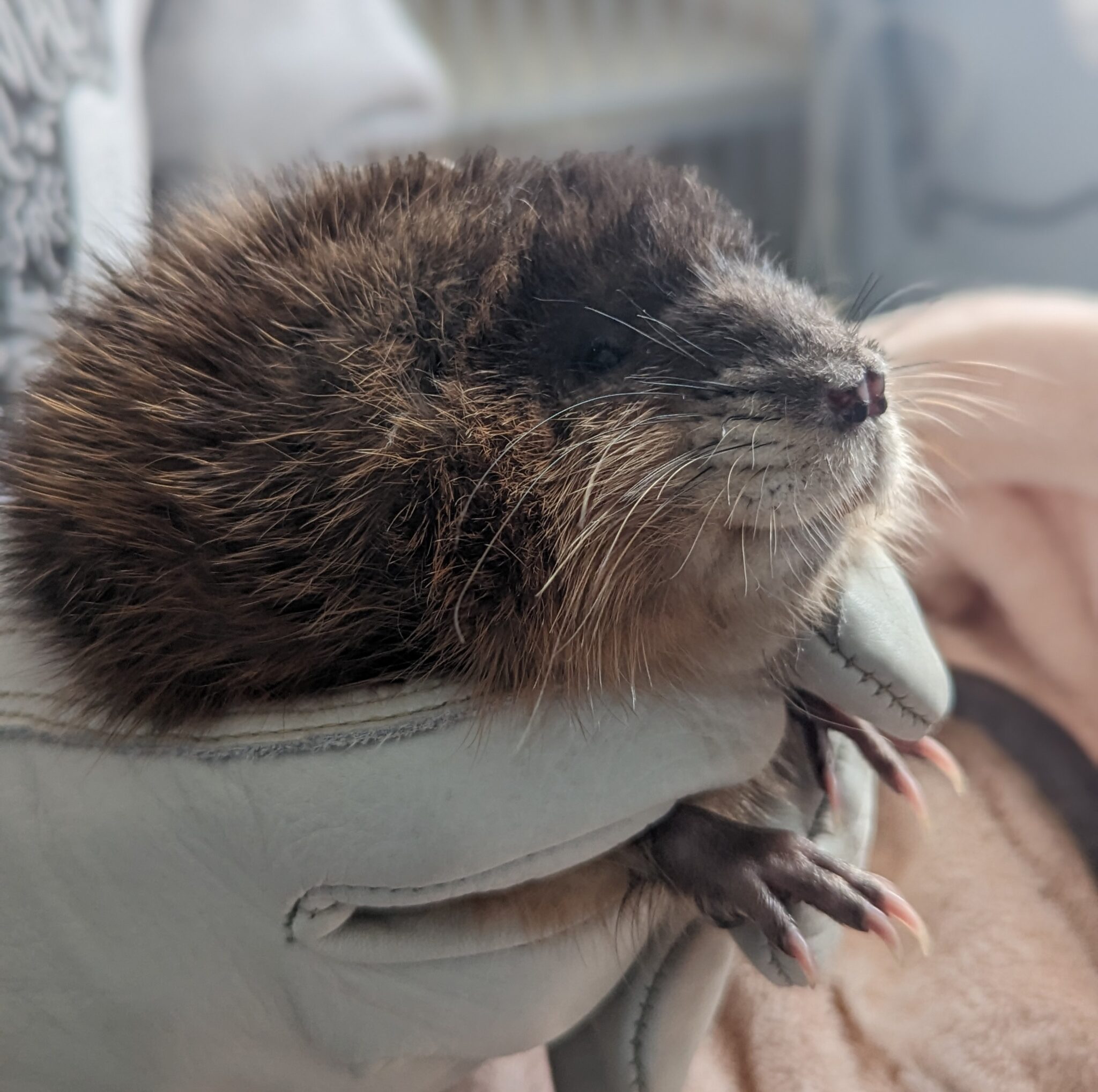Are Groundhogs, Gophers, And Muskrats Dangerous? Find Out Now! - uxjlxaa