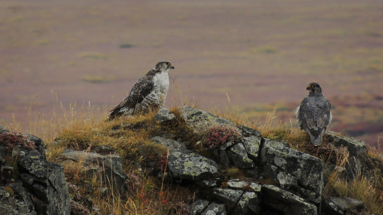 Kill 3 Birds Of Prey Using Only A Tomahawk Arctic Visitors: 3 birds of prey to watch for this winter! - Alberta