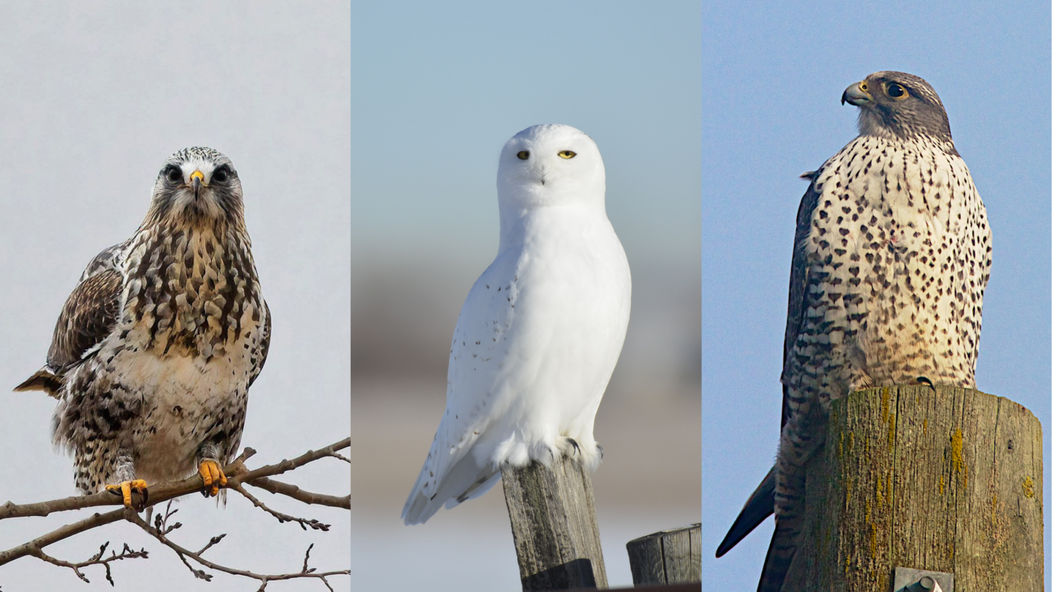 Kill 3 Birds Of Prey Using Only A Tomahawk Arctic Visitors: 3 birds of prey to watch for this winter! - Alberta