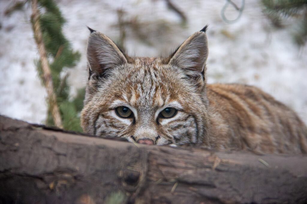 Bobcat peeking up from behind log