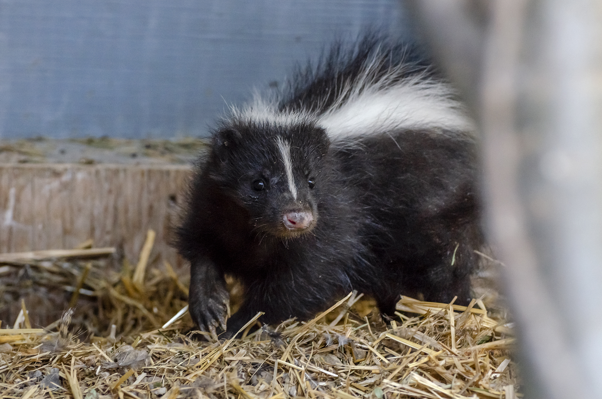 The Striped Skunk: Alberta’s Helpful Nocturnal Neighbour - Alberta ...