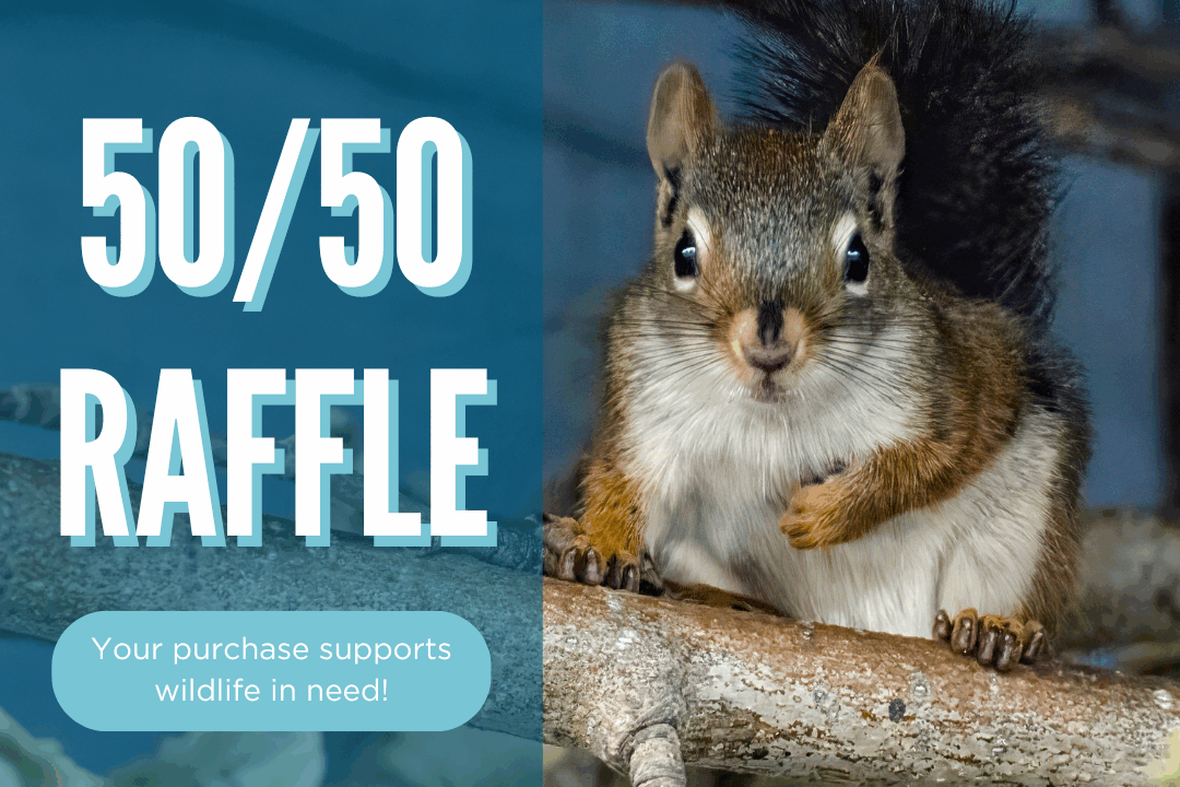 5050 Cash Raffle IG Graphic Mar 2026