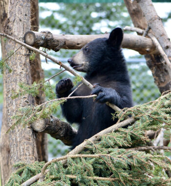 ABBE_21-292_293_340_414_American Black Bear_Sep21_VH (1)