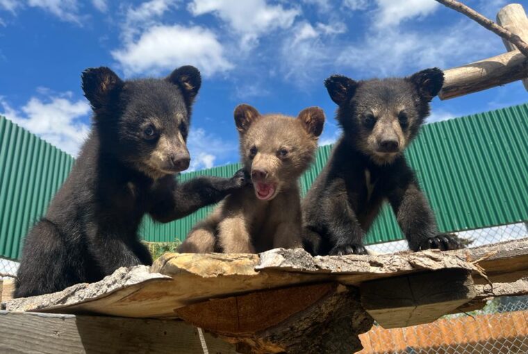 American black bear cubs playing on climbing structures.