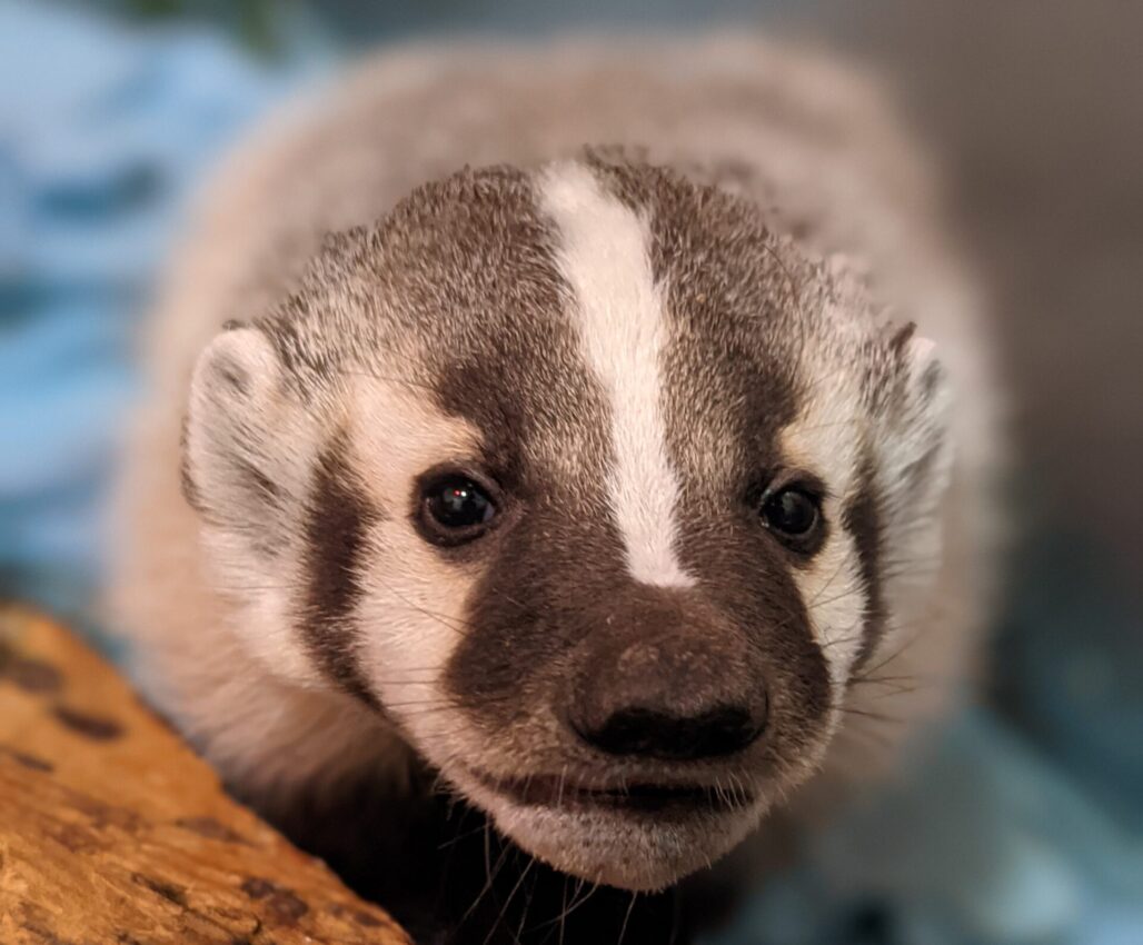 AMBA_21-332_American Badger_ Face_June 2021 AMBA_21-332_American Badger_ Face_June 2021