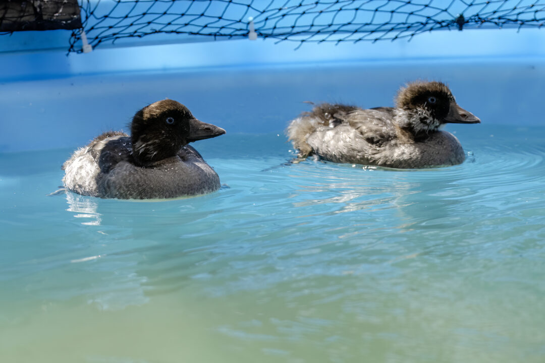 COGO_25-316-317_Common Goldeneye_Jun25_DC