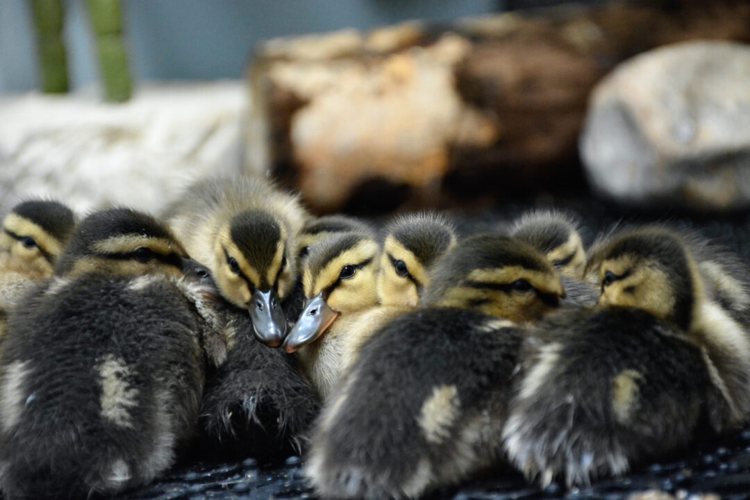 MALL_Mallards_July21_VH