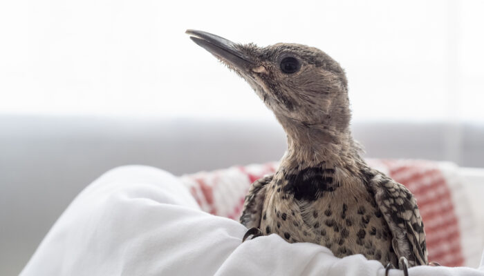 NOFL_22-527-602_Northern Flicker1_Jun22_DC (1)