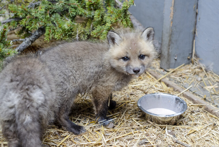 REFO_21-146-147_Red Fox2_May21_DC